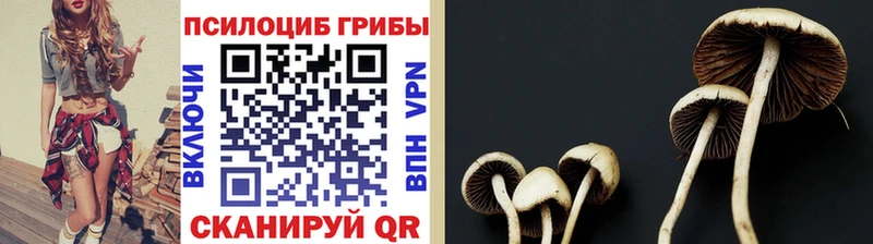 Псилоцибиновые грибы Cubensis дарнет шоп Абакан